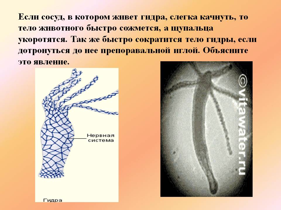 Кракен ссылка pw